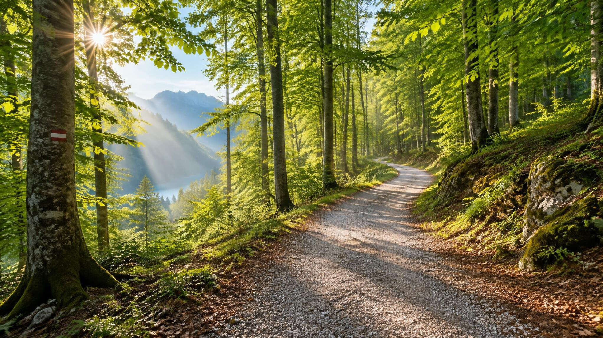 Forest trail in morning light for outdoor running and walking